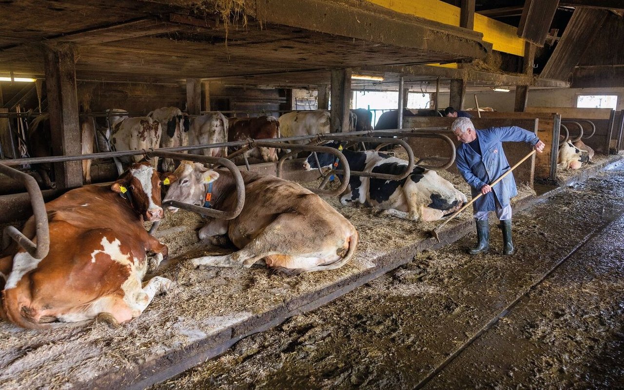 Die Stallarbeit erledigen Jean-Jacques Duperrex (vorne) und sein Sohn Serge (hinten, verdeckt) gemeinsam. Jeden Morgen putzen sie zuerst die Kalk-Stroh-Matratze, bevor der Mistschieber gestartet wird.