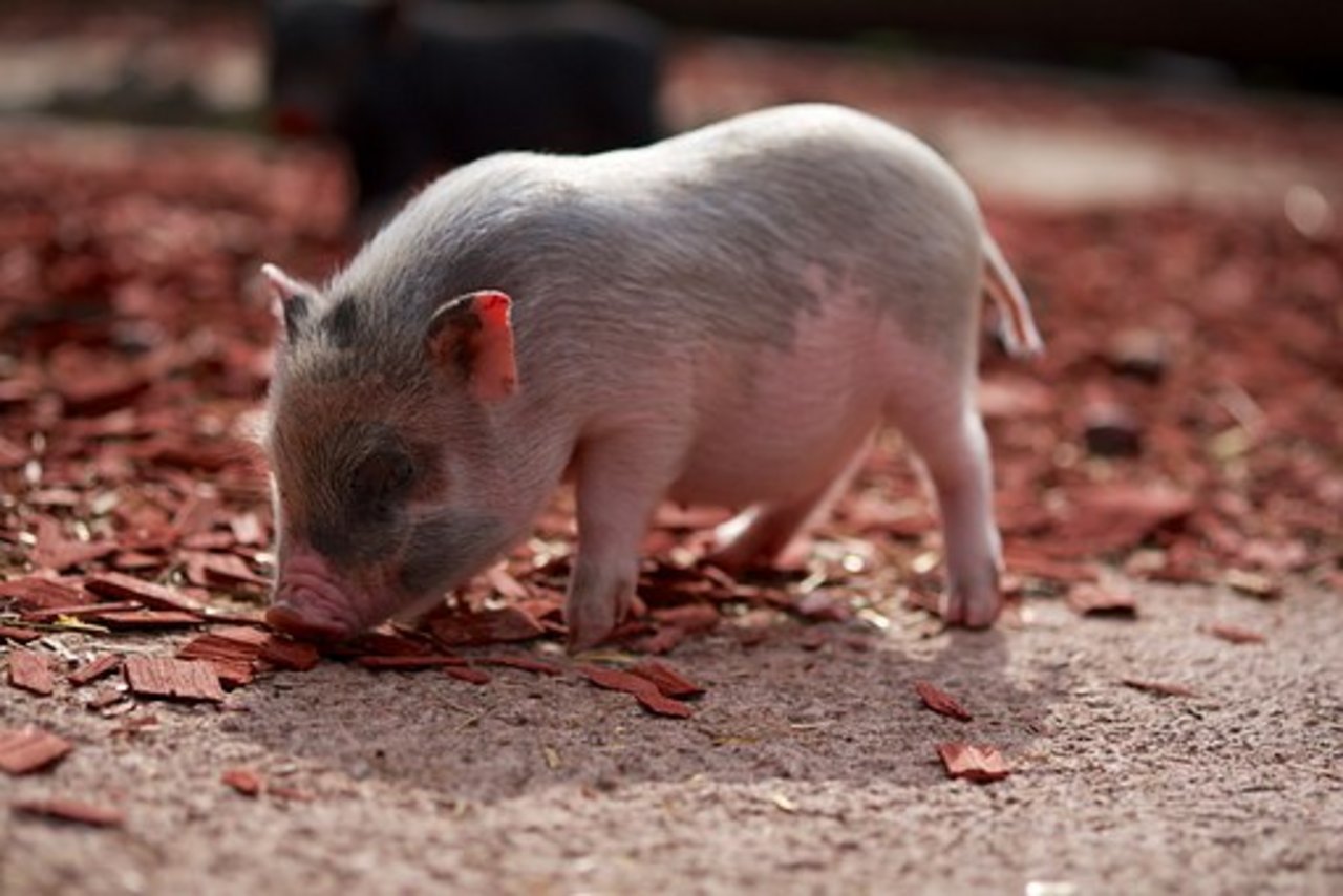 Ferkel wechseln gerne ihre Spielzeuge. (Symbolbild Pixabay)