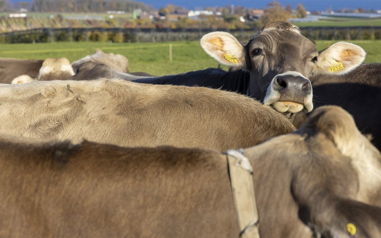 Braune Kuh schaut aus einer Herde Kühe heraus