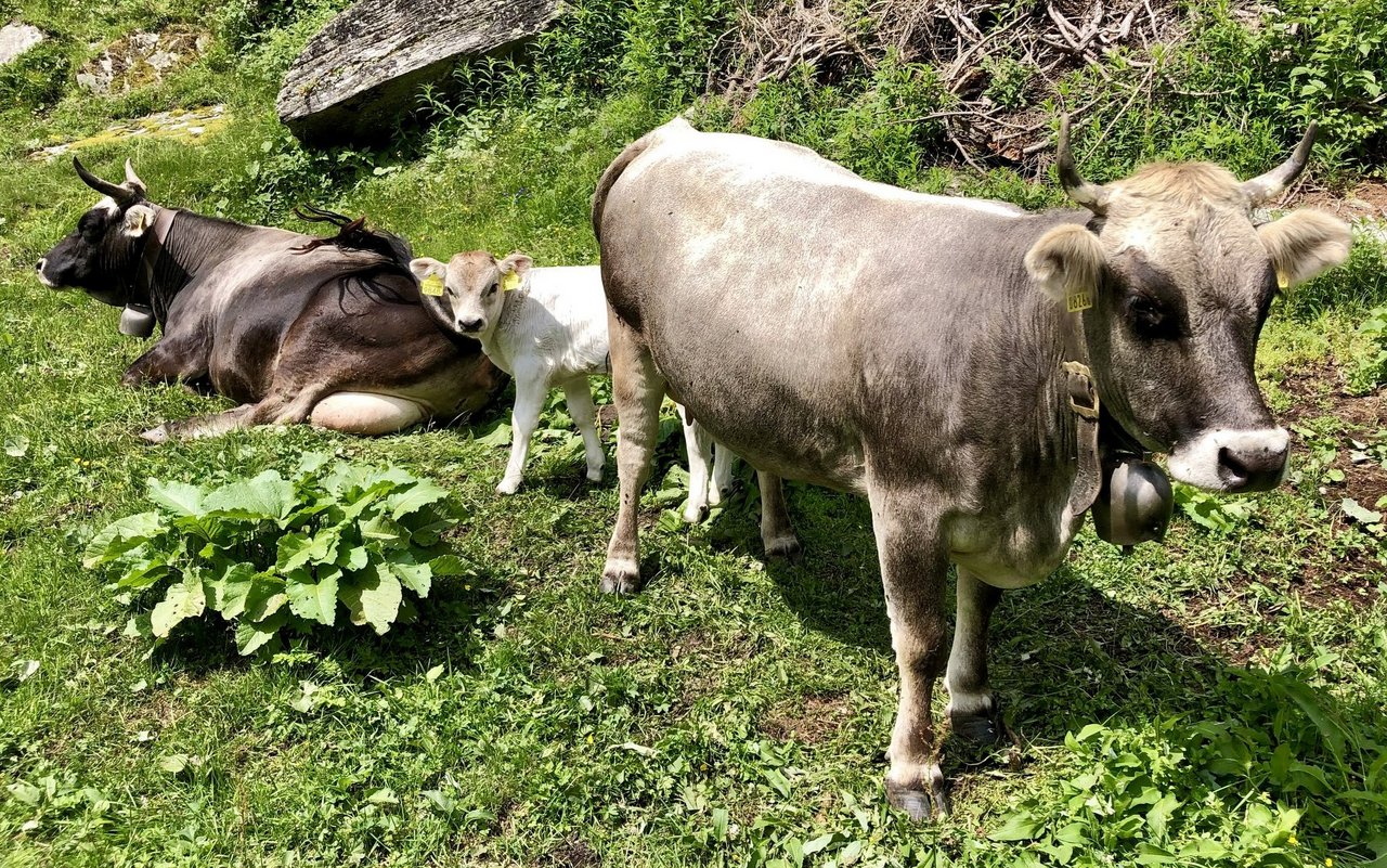 Zwei Mutterkühe und ein Kälbchen von Grauvieh liegen auf einer Alpwiese.