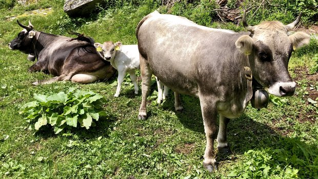 Zwei Mutterkühe und ein Kälbchen von Grauvieh liegen auf einer Alpwiese.