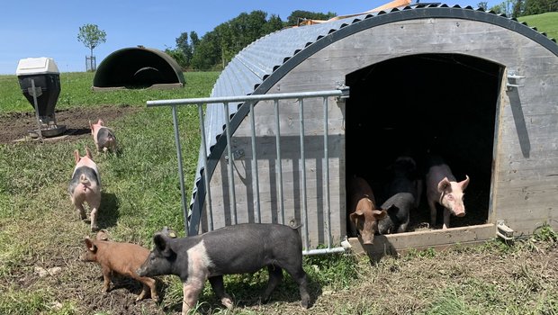 Bioschweine beim Birrholz auf der Horwer Halbinsel, welche zum Biohof Hinterberg von Hans und Andrea Wey gehören. Die Hampshire werden lediglich den Sommer über in Zusammenarbeit mit dem Uelihof in Horw im Freien ausgemästet. (Bild js)