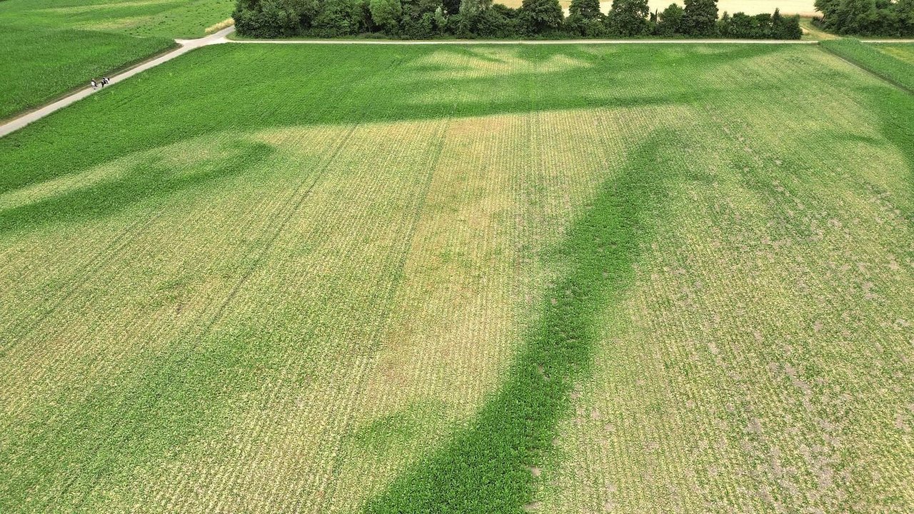 Die Drohnenaufnahme vom 2. Juli 2025 zeigt die kiesigen Stellen in der Parzelle. Im tiefgründigeren Boden blieben die Zuckerrüben grün. Die linke Hälfte wurde gepflügt, die rechte geeggt. 