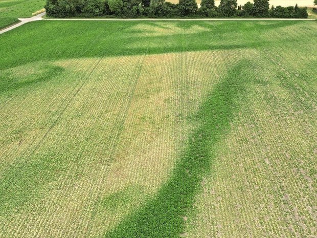 Die Drohnenaufnahme vom 2. Juli 2025 zeigt die kiesigen Stellen in der Parzelle. Im tiefgründigeren Boden blieben die Zuckerrüben grün. Die linke Hälfte wurde gepflügt, die rechte geeggt. 