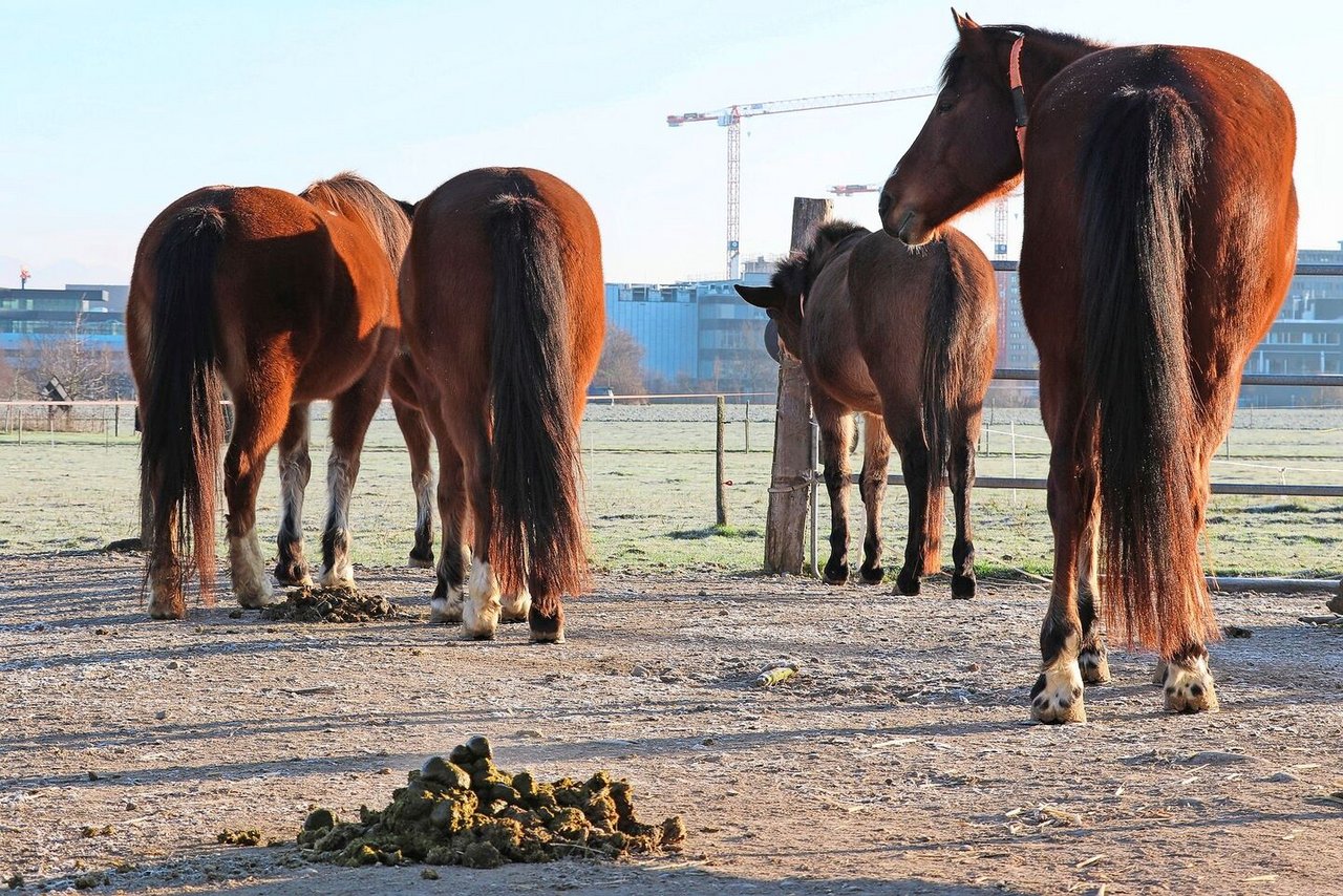 Nicht alle, aber viele Parasiten verbreiten sich über den Kot der Pferde.