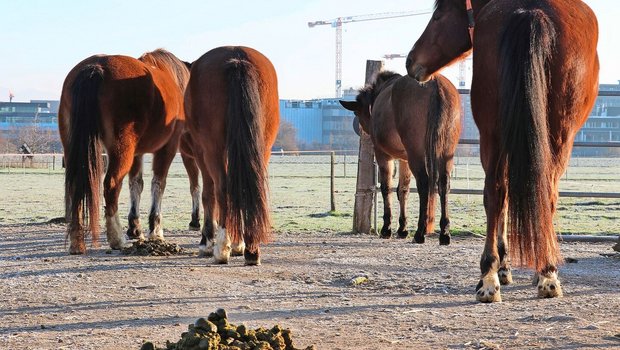 Nicht alle, aber viele Parasiten verbreiten sich über den Kot der Pferde.