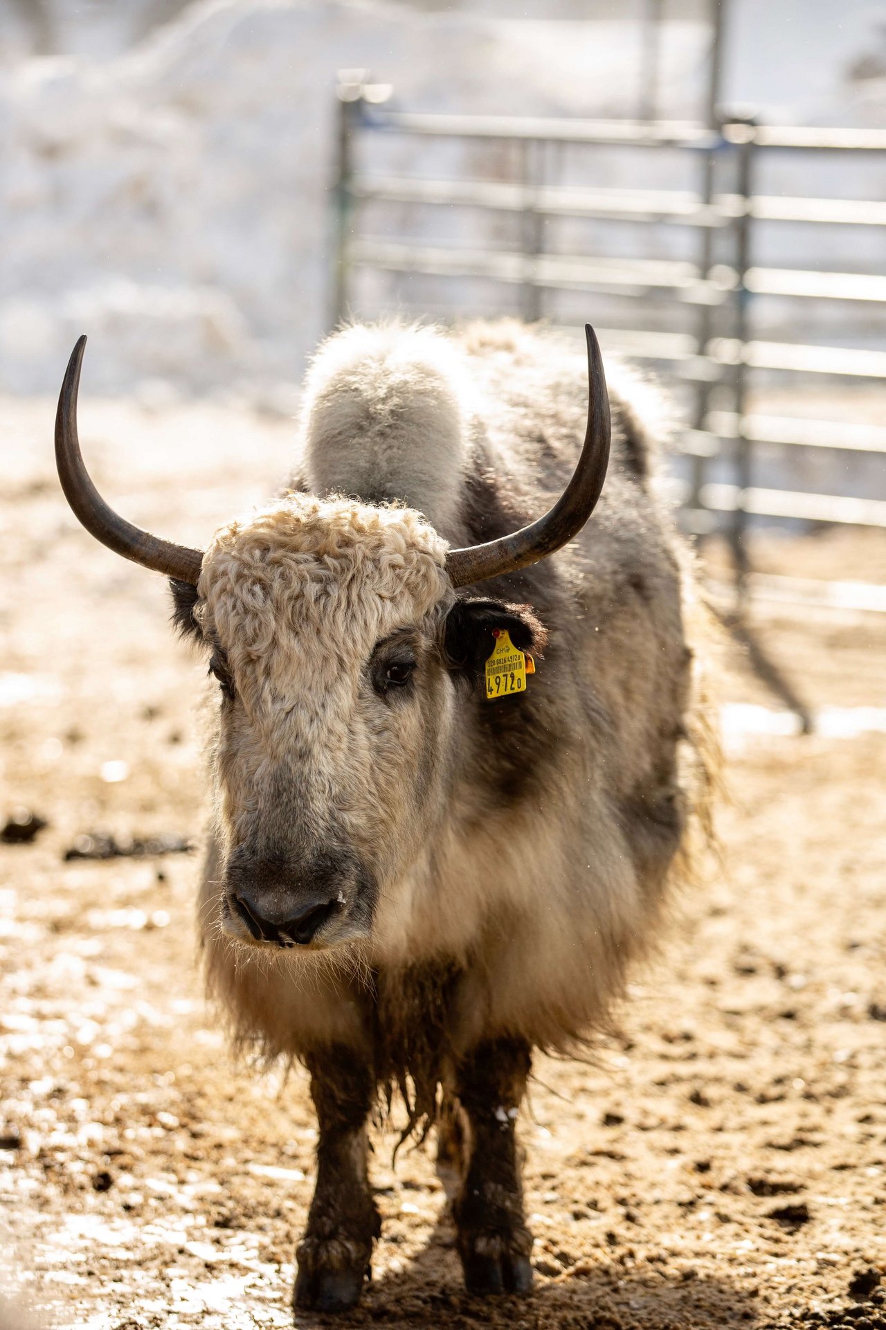 Yak vom Schweizer Landwirt Adrian Regli in Andermatt UR.