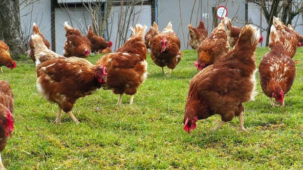 Geflügel auf der Weide Hennen sind im Auslauf und picken im Gras.