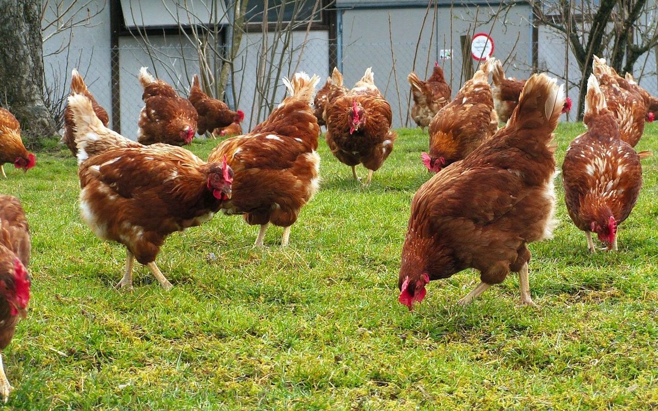 Hennen sind im Auslauf und picken im Gras.