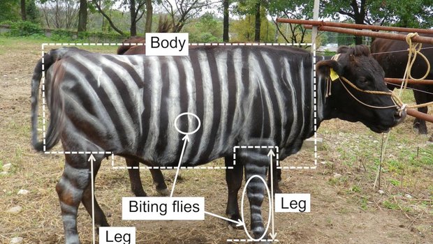 Auf zebragestreiften Kühen wurden weniger als die Hälfte der Bremsen als bei unbemalten Kühen beobachtet. (Bilder und Grafiken Kojima et al. PLoS ONE)
