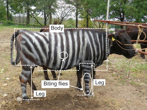 Auf zebragestreiften Kühen wurden weniger als die Hälfte der Bremsen als bei unbemalten Kühen beobachtet. (Bilder und Grafiken Kojima et al. PLoS ONE)