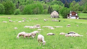 Weisse Schafe weiden und liegen im Gras.