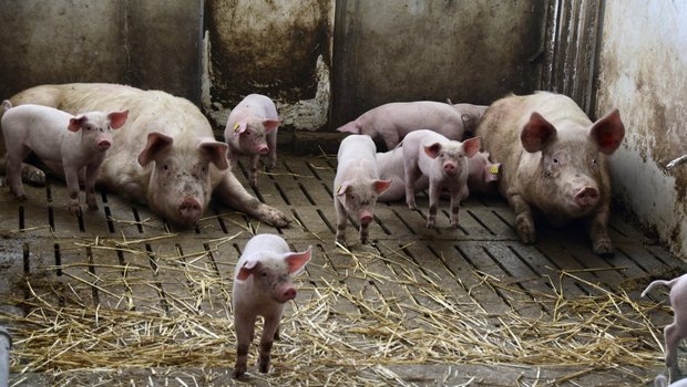 Eine verlängerte Säugezeit birgt Potenzial in Sachen Tierwohl für Ferkel. (Bild Lisa McKenna)