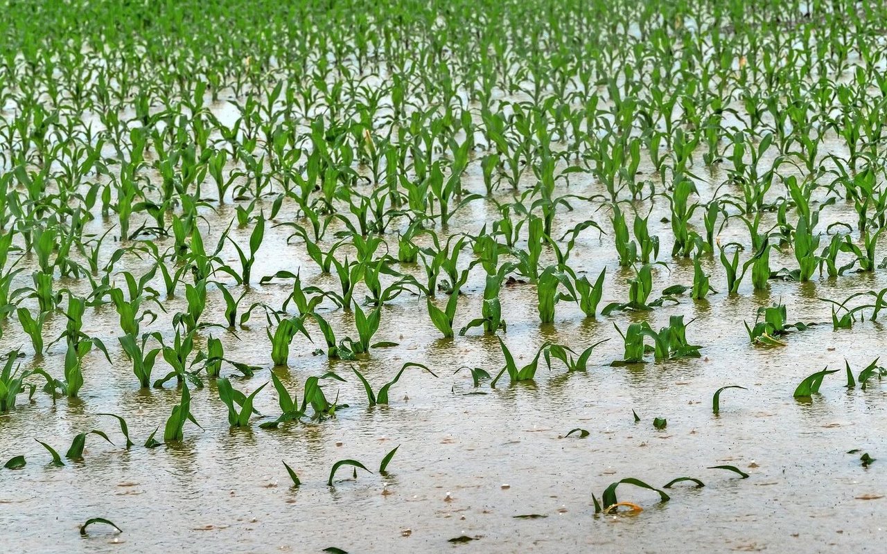 Wenn ein Starkregen das Maisfeld unter Wasser setzt, kann eine Versicherung den Ertragsausfall abfedern. Unabdingbar ist aber, dass die gute landwirtschaftliche Praxis umgesetzt und zum Beispiel Verdichtung vermieden wird.