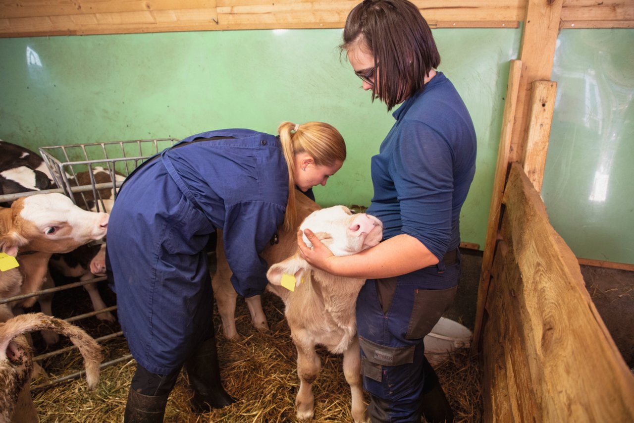 Bei Fragen rund um die Kälbergesundheit steht die Bestandestierärztin mit Fachwissen um das richtige Vorgehen bei Erkrankungen zur Seite. Bild: Gian Vaitl