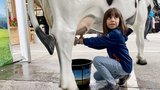 Am Cheese-Festival in Thun BE können Kinder und Erwachsene eine (Plastik-)Kuh melken. (Bild: «die grüne» / Jürg Vollmer)