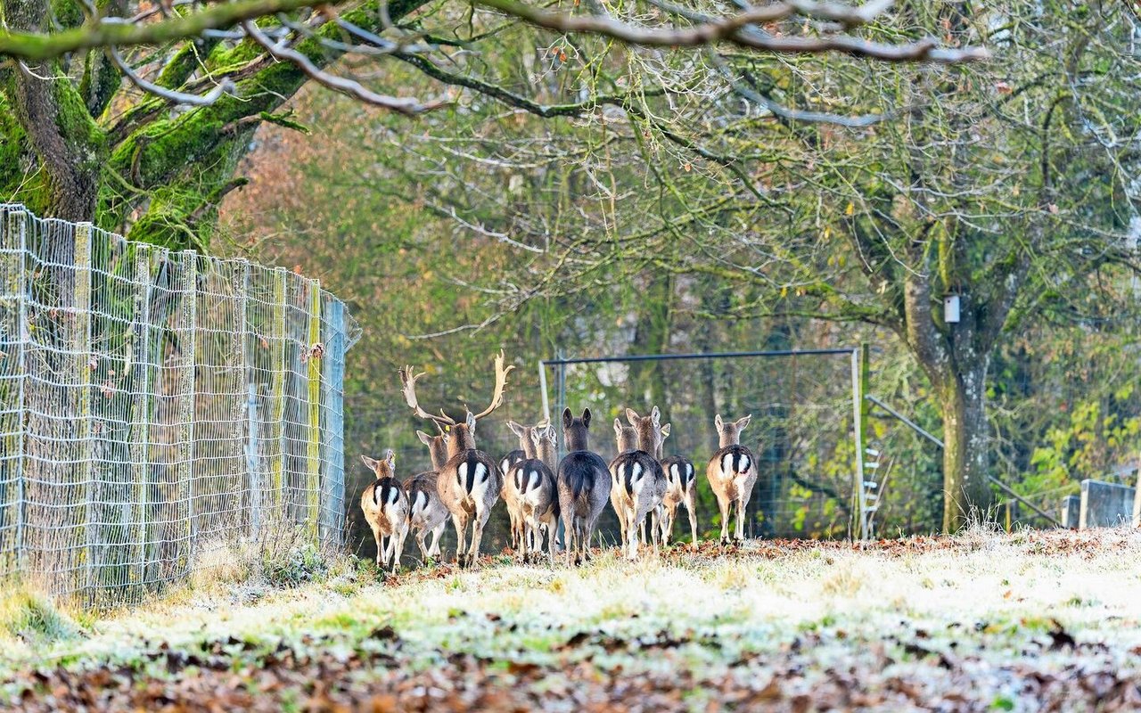 Die Herde setzt sich aus drei Generationen zusammen. Tiere, welche Anfang Juni geboren werden, werden im nächsten Jahr im Herbst geschossen. 