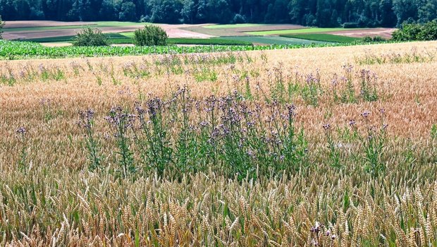 Ackerkratzdisteln im Weizen – so weit sollte es nicht kommen. Hier braucht es die Kombination aus mechanischer und chemischer Bekämpfung.Bild: A. Distel, Liebegg