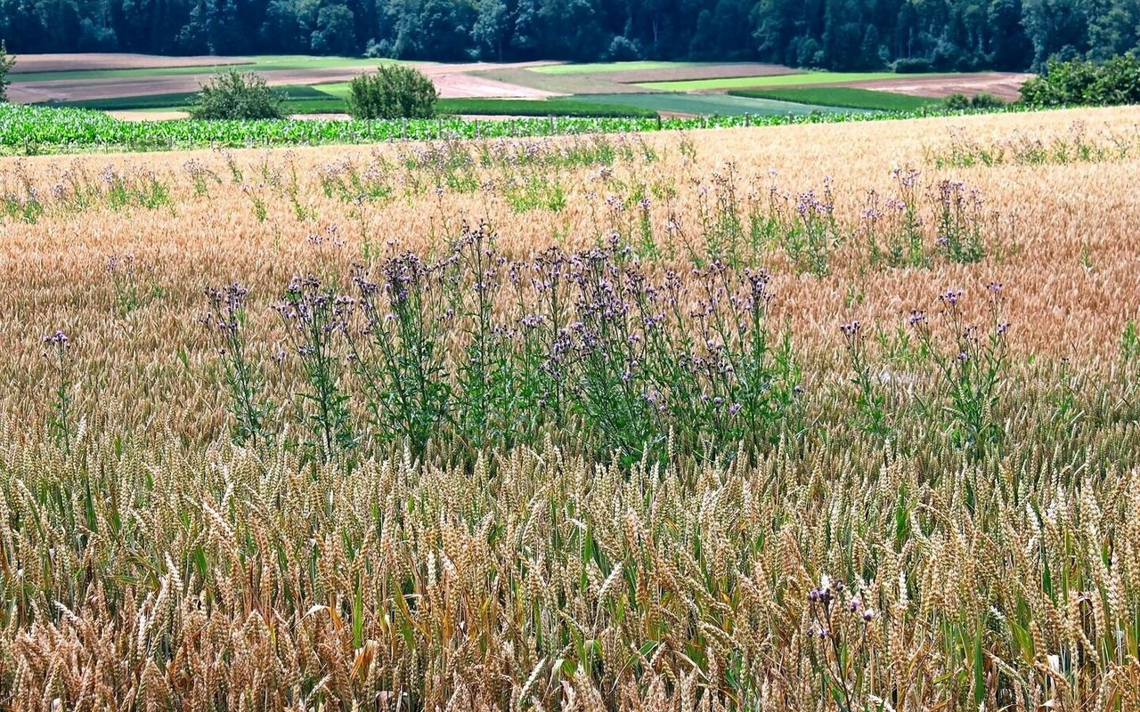 Ackerkratzdisteln im Weizen – so weit sollte es nicht kommen. Hier braucht es die Kombination aus mechanischer und chemischer Bekämpfung.Bild: A. Distel, Liebegg