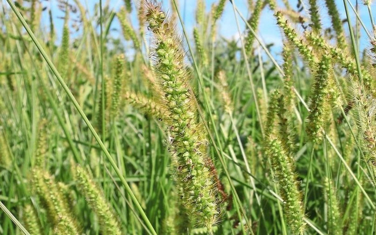 Die Borstenhirse bevorzugt feuchtere Flächen und kommt auch im Grünland vor.