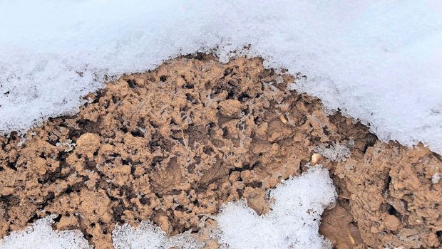 Eine Schneeschicht isoliert zwar, gepflügter Boden kühlt in der oberen Schicht aber generell stärker aus. Die Erwärmung im Frühling geht dafür auch schneller vonstatten. 