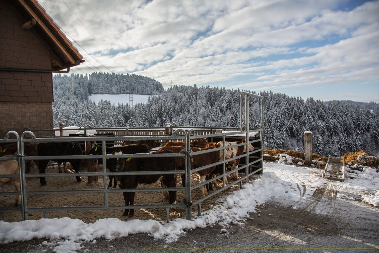 In der Lohnmast hat Hertig QM-Kälber, ein Auslauf ist damit nicht vorgeschrieben. Der Mehraufwand wirkt sich positiv auf die Entwicklung der Kälber aus. Bild: Pia Neuenschwander