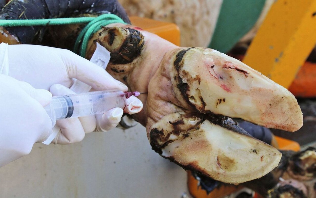 Ein Tierarzt spritzt einer Kuh ein lokales Betäubungsmittel, oberhalb der Klaue.