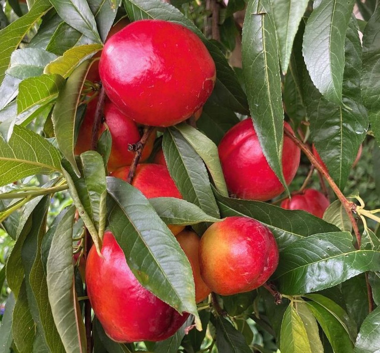 Attraktive Nektarinen gedeihen auch im Schweizer Mittelland. Dank der späteren Blüte sind sie auch weniger frostanfällig.