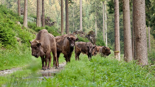 Wisente (auch bekannt als Europäische Bisons) kamen noch bis ins frühe Mittelalter in den Urwäldern von West-, Zentral- und Südosteuropa vor. (Bild wisent-thal.ch)