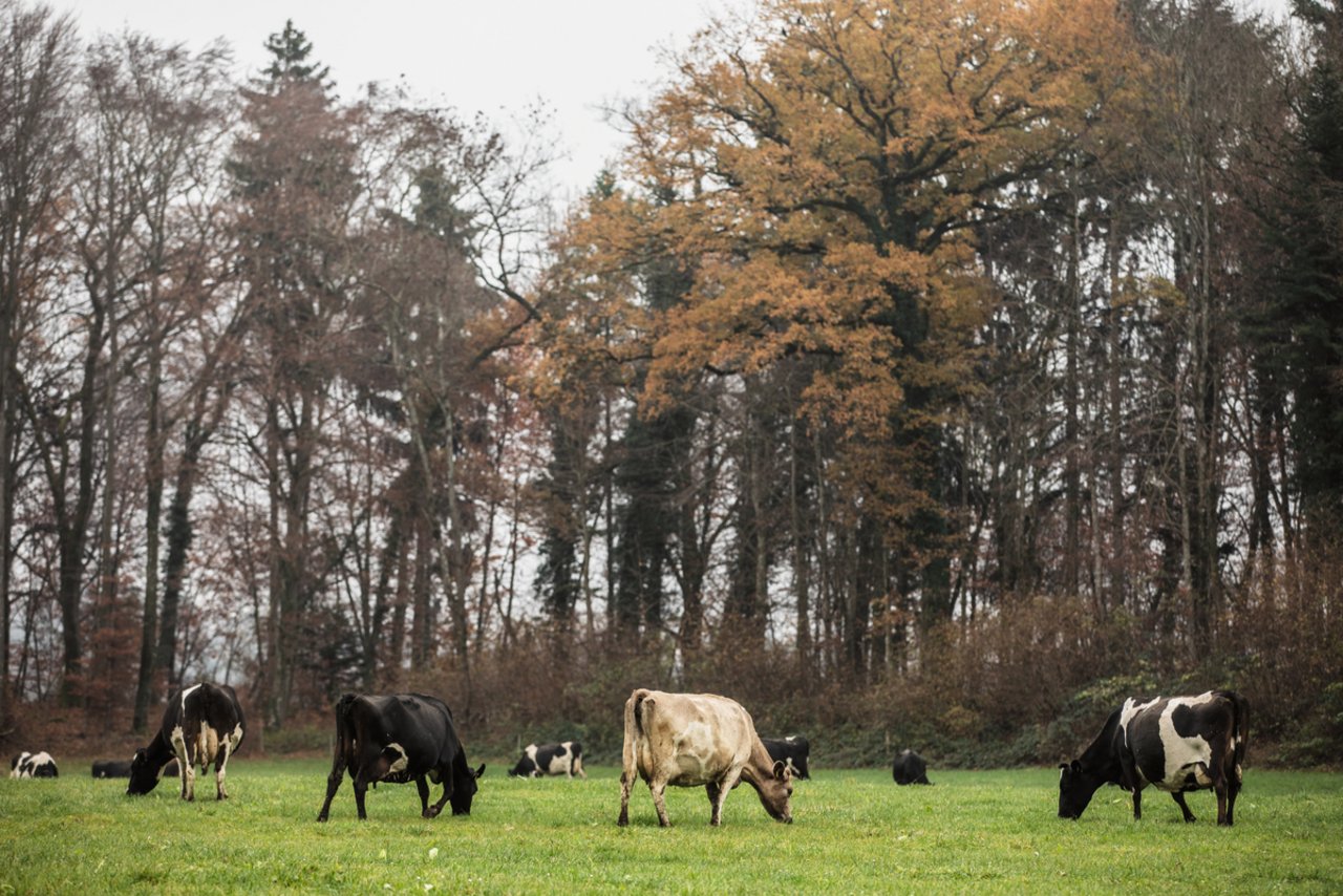 Wenn es die Böden und die Witterung zulassen, weiden die Kiwi-Cross bis in den November. Bild: Pia Neuenschwander