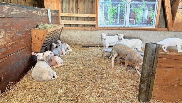 Agroscope konnte aufzeigen, dass eine Reduktion der Phosphorergänzung bei Milch- und Mutterschafen in der Regel möglich ist.