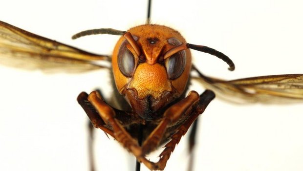 Die grösste Hornisse der Welt lebt in weiten Teilen Asiens und ist ein effektiver Honigbienen-Vernichter. (Bild Landwirtschaftsamt des Staates Washington)