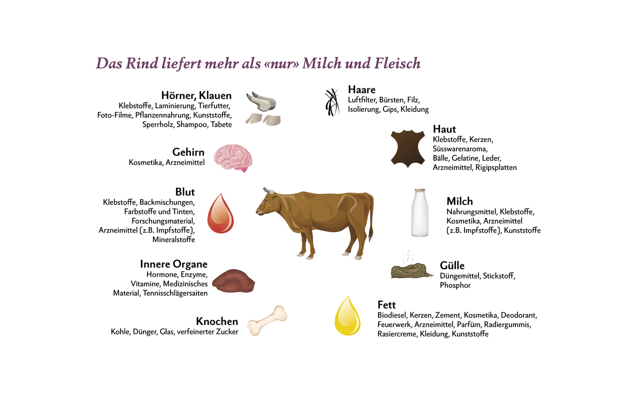 Die Infografik zeigt, welche Produkte ein Rind liefert.