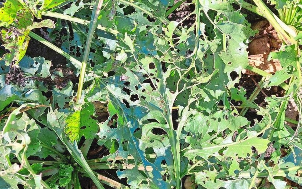 Die Gammaeulen-Raupen fressen Löcher in die Rübenblätter, bis fast nur noch Blattadern übrig bleiben.