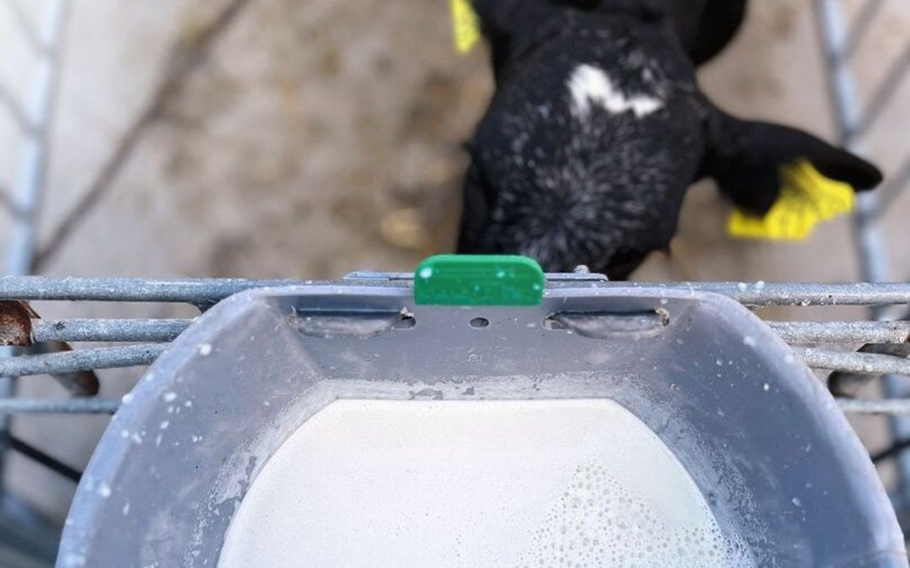 Ein Eimer voll Milch ist von oben sichtbar, während ein schwarzes Kalb davon trinkt.