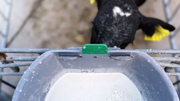 Ein Eimer voll Milch ist von oben sichtbar, während ein schwarzes Kalb davon trinkt.