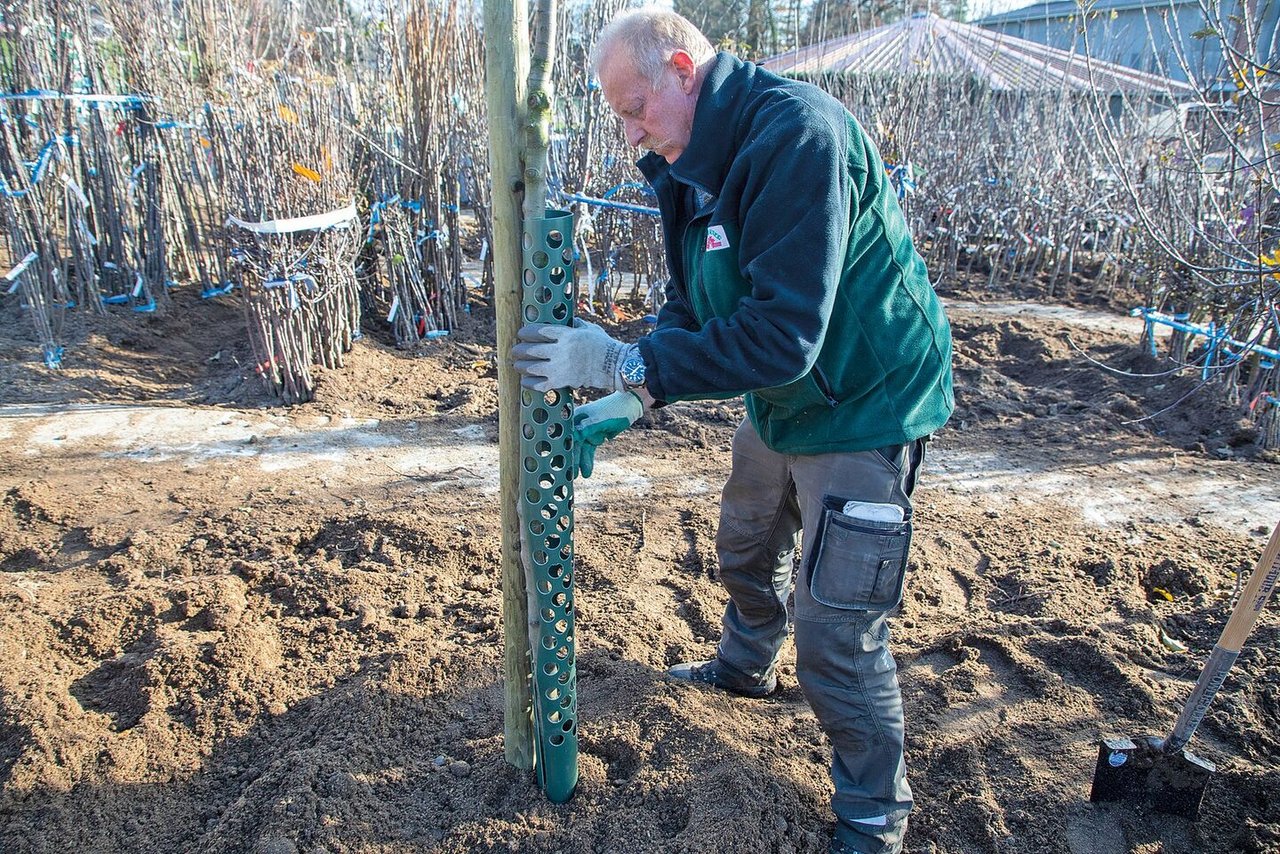 Der Schutz gegen Wildverbiss wird an den Pfosten fixiert.