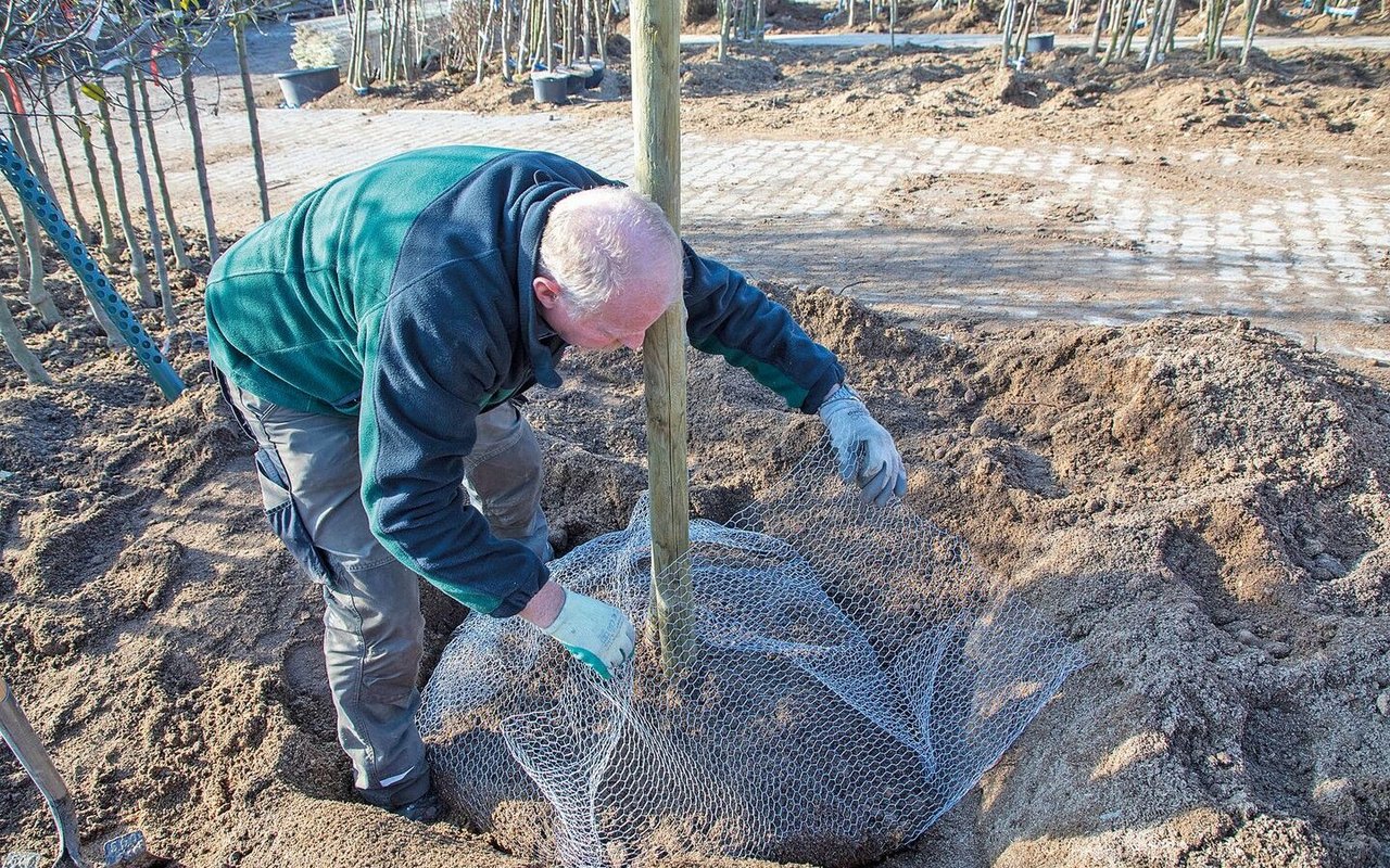 Das Drahtgeflecht darf wegen Einwachsgefahr den Stamm nicht berühren.