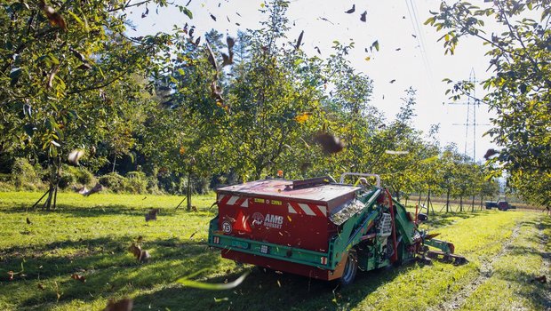 Die R17-Nuss-Erntemaschine aus Grenoble in vollem Einsatz. Ein Separator bläst das mit den Nüssen aufgelesene Laub nach draussen. Bild: Gian Vaitl