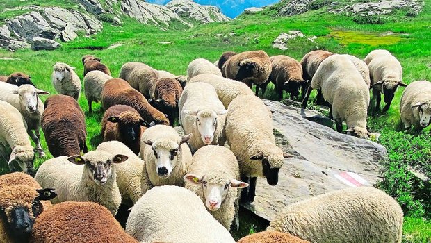 Schafe haben Därme, Schafe haben Därme, die am schönsten klingen. Die Technologie verdrängte sie. Ein Geigenbauer hat sie wiederbelebt.