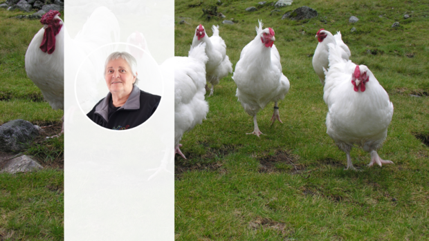 Barbara Jakob, ZUN, und die Schweizerhühner Eine Gruppe Schweizerhühner auf der Weide, im Vordergrund das Foto von Barbara Jakob.
