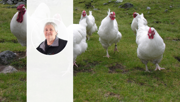 Eine Gruppe Schweizerhühner auf der Weide, im Vordergrund das Foto von Barbara Jakob.