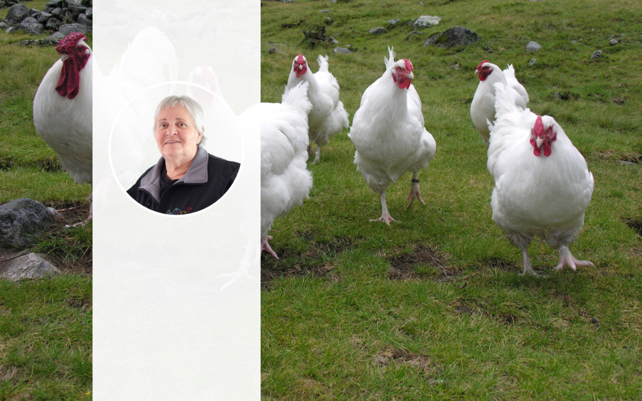 Eine Gruppe Schweizerhühner auf der Weide, im Vordergrund das Foto von Barbara Jakob.