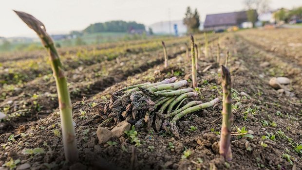 Bis zu 20 cm wachsen grüne Spargeln pro Tag. Deshalb erntet die Familie Duperrex zwei Mal pro Tag.