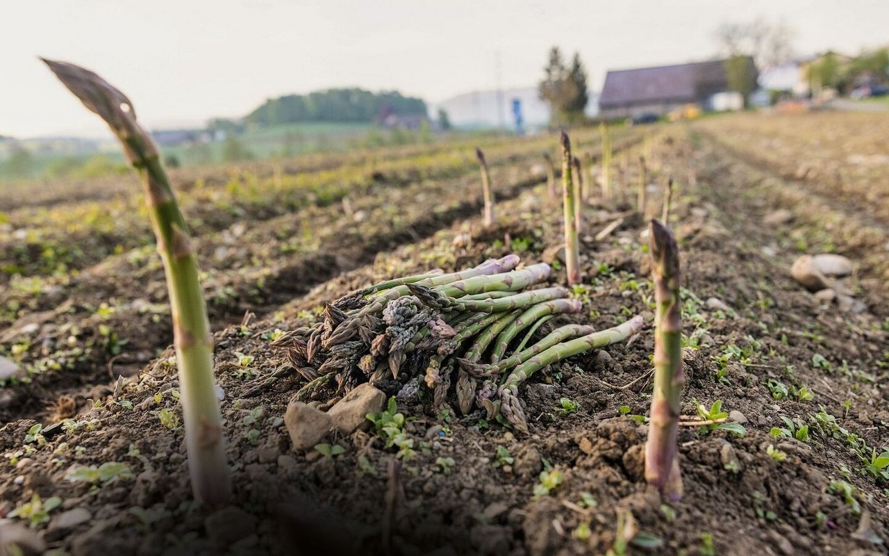 Bis zu 20 cm wachsen grüne Spargeln pro Tag. Deshalb erntet die Familie Duperrex zwei Mal pro Tag.