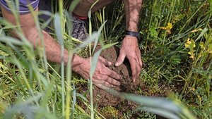 Der Boden spielt in der regenerativen Landwirtschaft eine zentrale Rolle: Mit einer Gründüngung zwischen den Hauptkulturen bleibt der Boden bedeckt und somit auch geschützt. Die Wurzeln dienen ausserdem als Nahrung für die Bodenlebewesen.