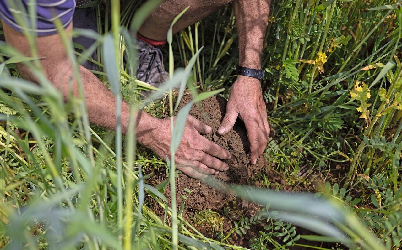 Der Boden spielt in der regenerativen Landwirtschaft eine zentrale Rolle: Mit einer Gründüngung zwischen den Hauptkulturen bleibt der Boden bedeckt und somit auch geschützt. Die Wurzeln dienen ausserdem als Nahrung für die Bodenlebewesen.