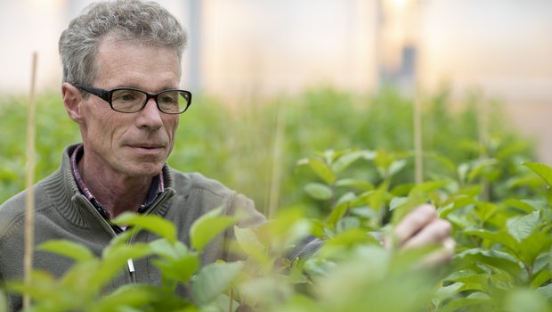 Markus Kellerhals züchtet für Agroscope in Wädenswil seit 30 Jahren Äpfel. Bild: Gian Vaitl