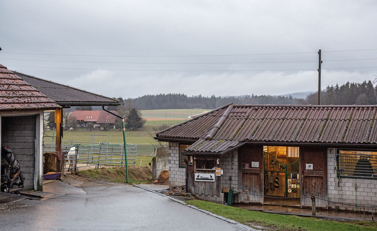 Die Rufer Ranch hat verschiedene Aufstallungs-Systeme. Im Gebäude rechts sind drei Auslaufboxen, links ist ein Teil des Auslaufes des Kleingruppen-Stalls zu sehen. (Bilder Pia Neuenschwander)