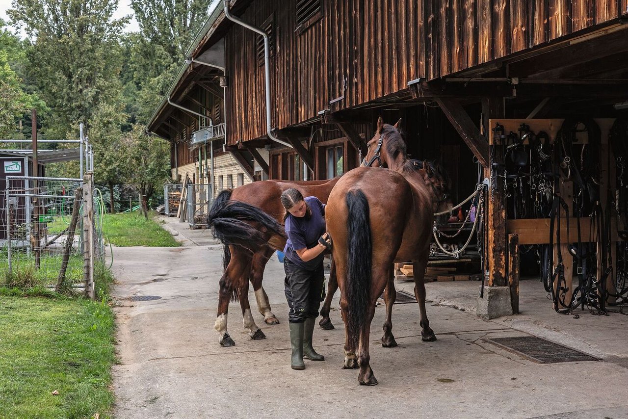Shannon Dodds macht ihr erstes Lehrjahr zur Landwirtin EFZ bei Carol Sidler und Samuel Künzli auf dem Kehrhof. Pferde vorbereiten gehört dazu.